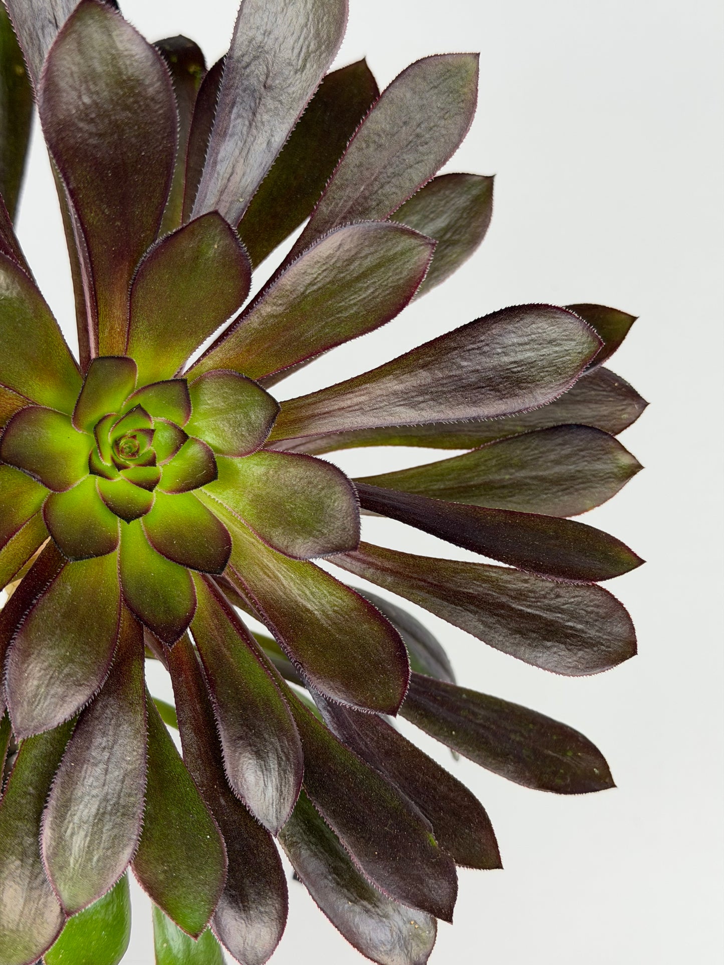 Aeonium Atropurpureum Schwarzkopf 'Testa nera' Aeonium Tropical Corner