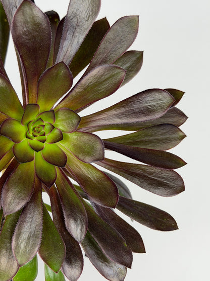 Aeonium Atropurpureum Schwarzkopf 'Testa nera' Aeonium Tropical Corner