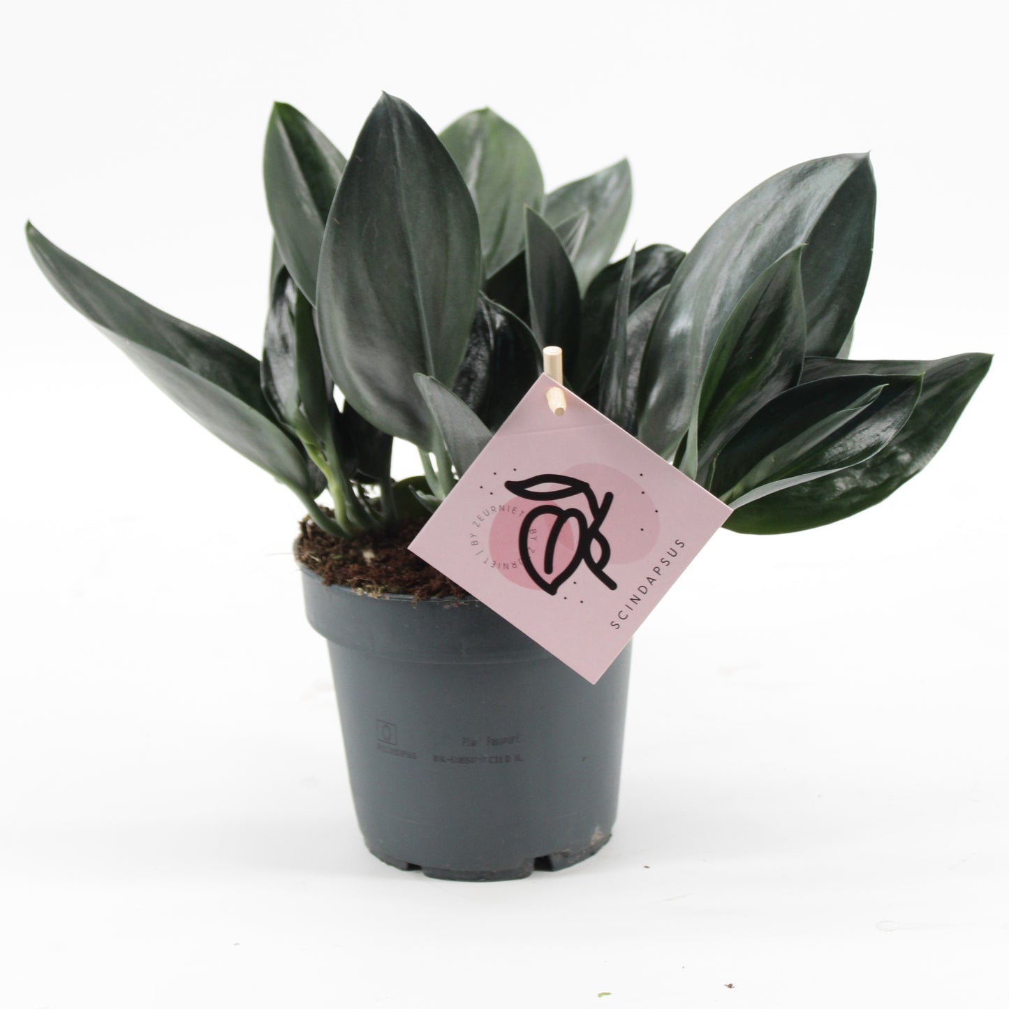 Scindapsus Treubii 'Dark Form'