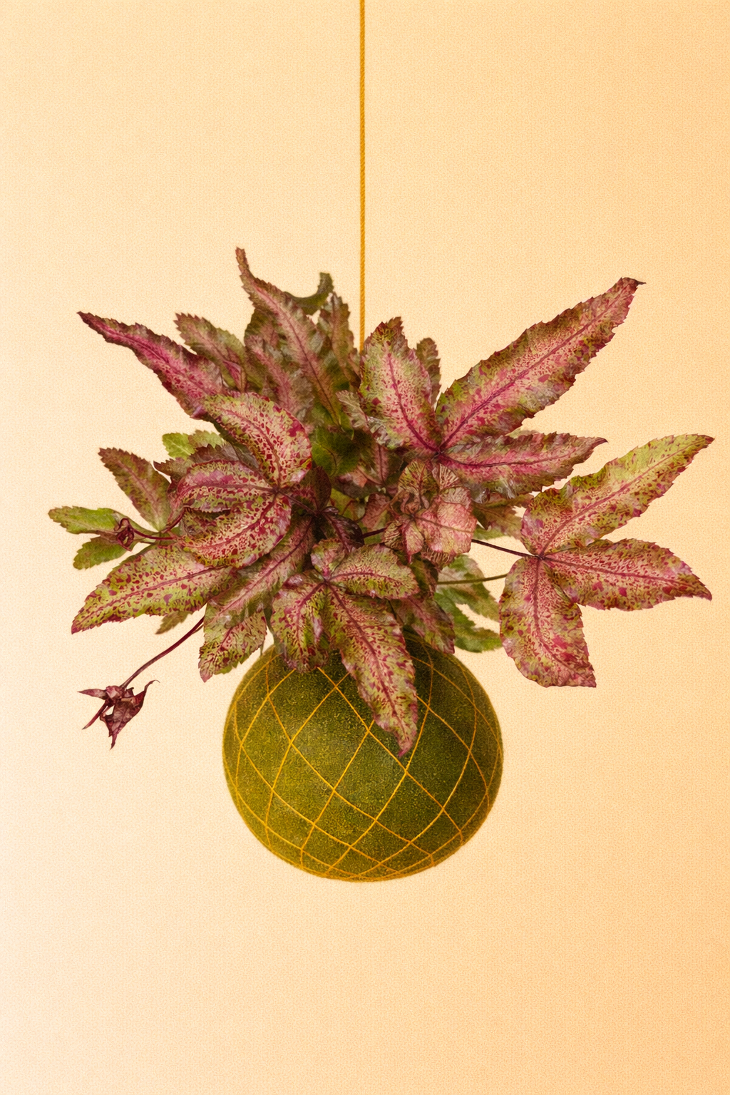 Baby Kokedama | Pteris Cretica Albolineata Make up