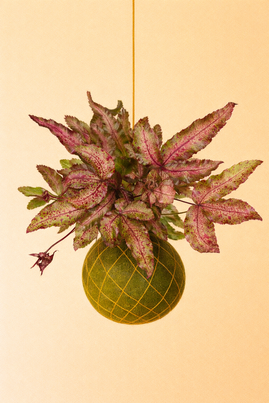 Baby Kokedama | Pteris Cretica Albolineata Make up