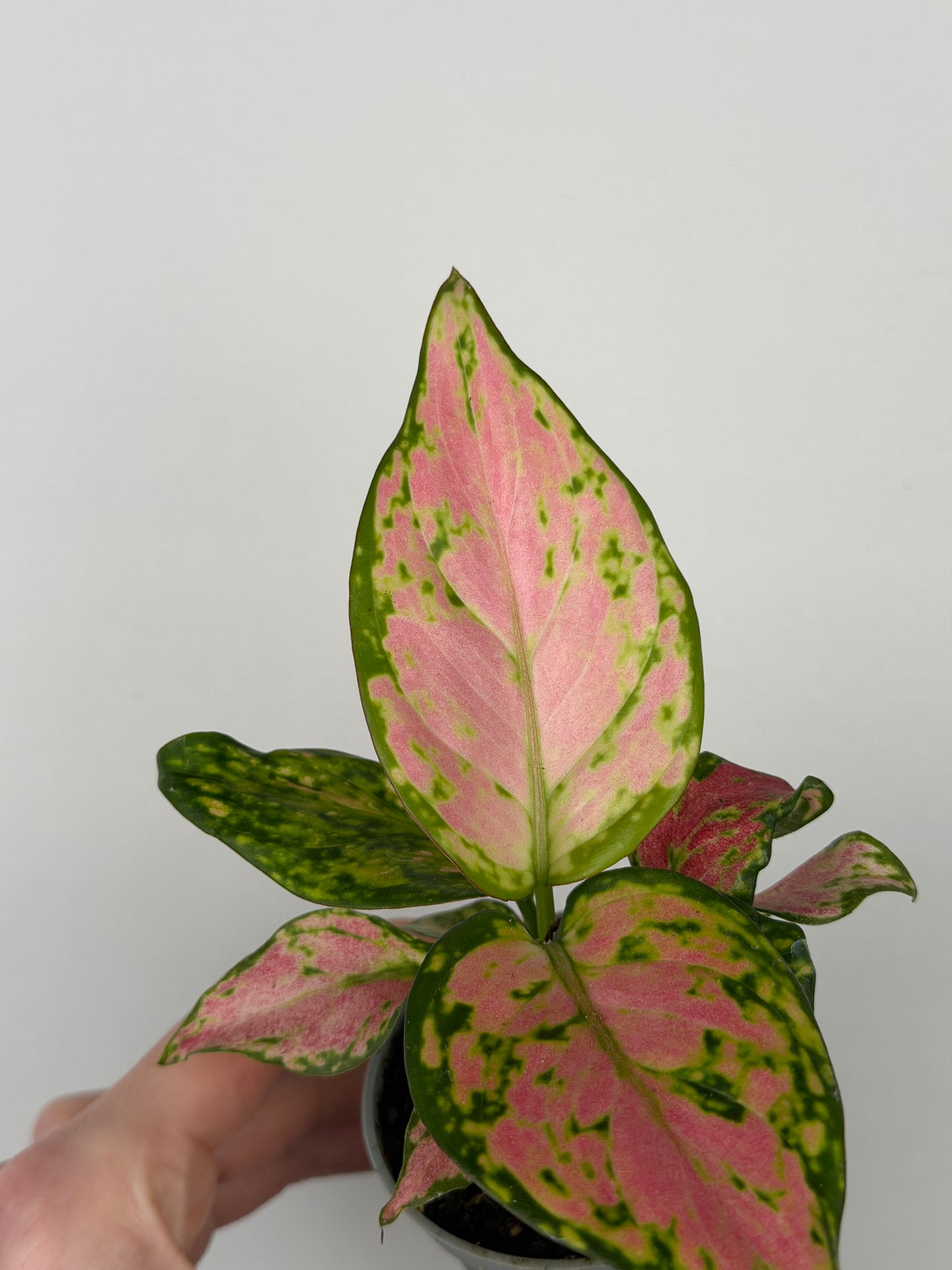 Aglaonema Red Valentine