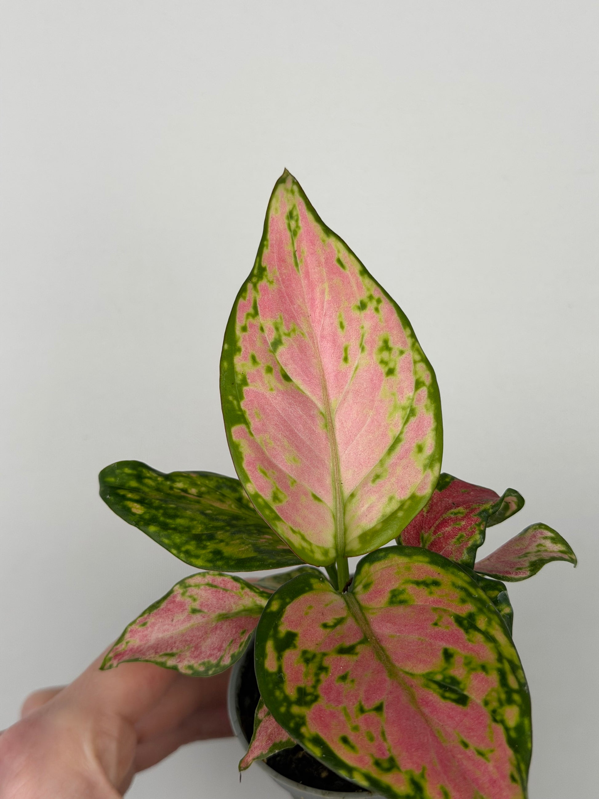 Aglaonema Red Valentine