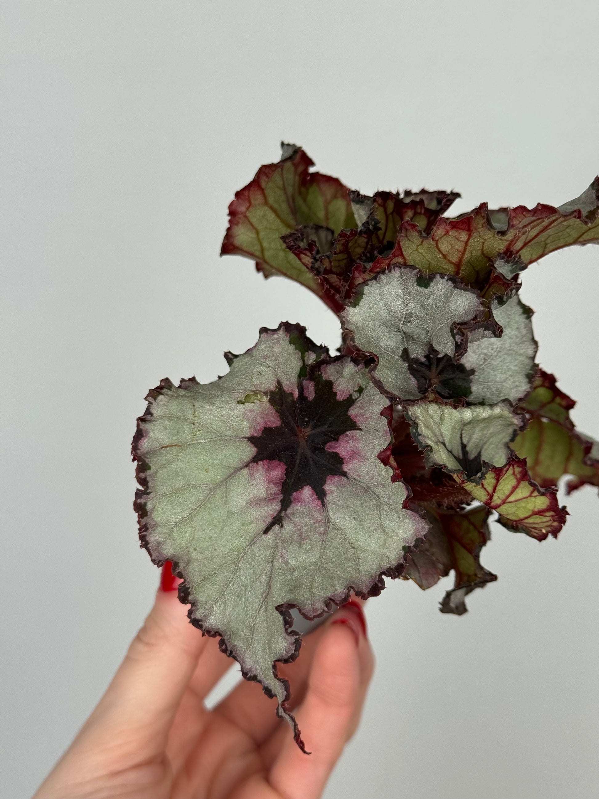 Begonia “Evening Glow”