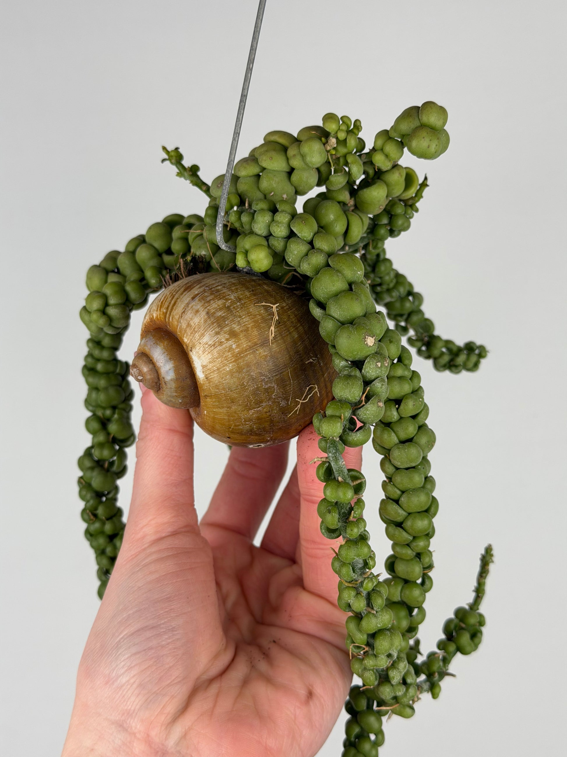 Dischidia Nummularia 'Pangolin Kisses' | Shelly hang Dischidia Tropical Corner