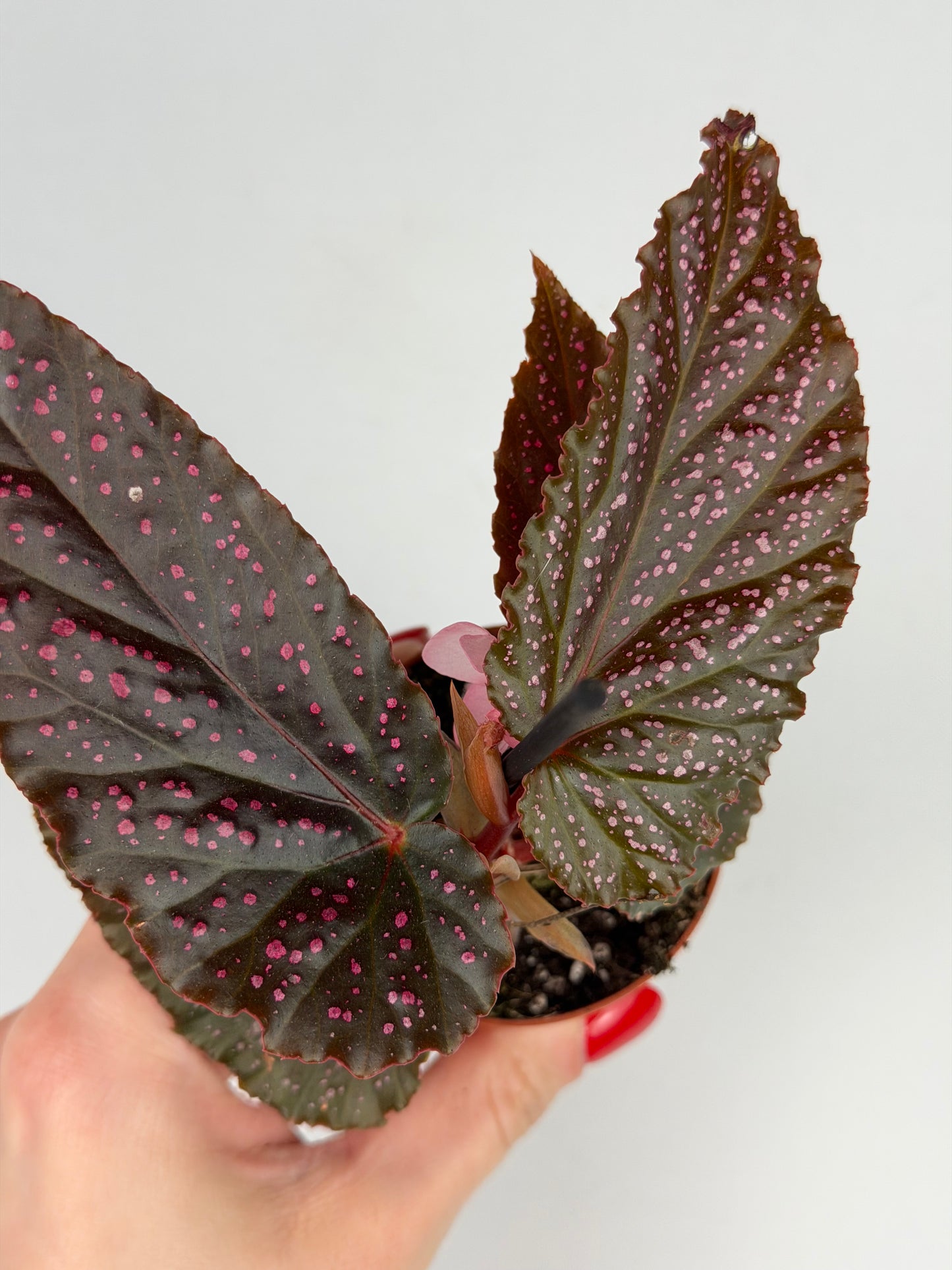 Begonia Benigo 'Pink Spot' Begonia Tropical Corner