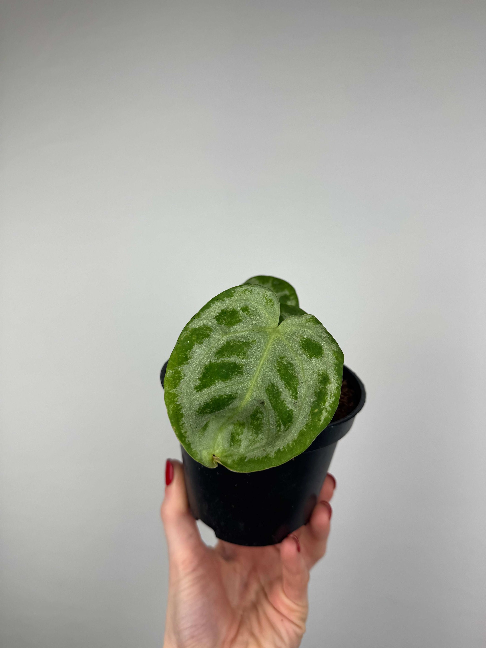 Anthurium “Silver Blush” | Camillo