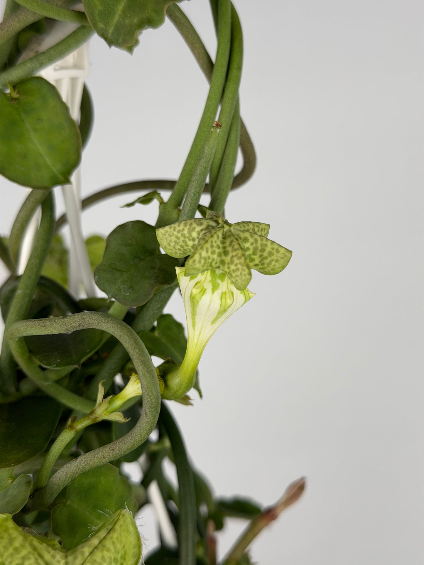 Ceropegia Sandersonii Ceropegia Tropical Corner