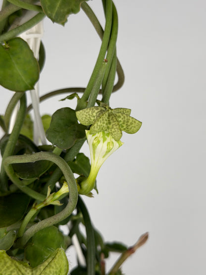 Ceropegia Sandersonii Ceropegia Tropical Corner