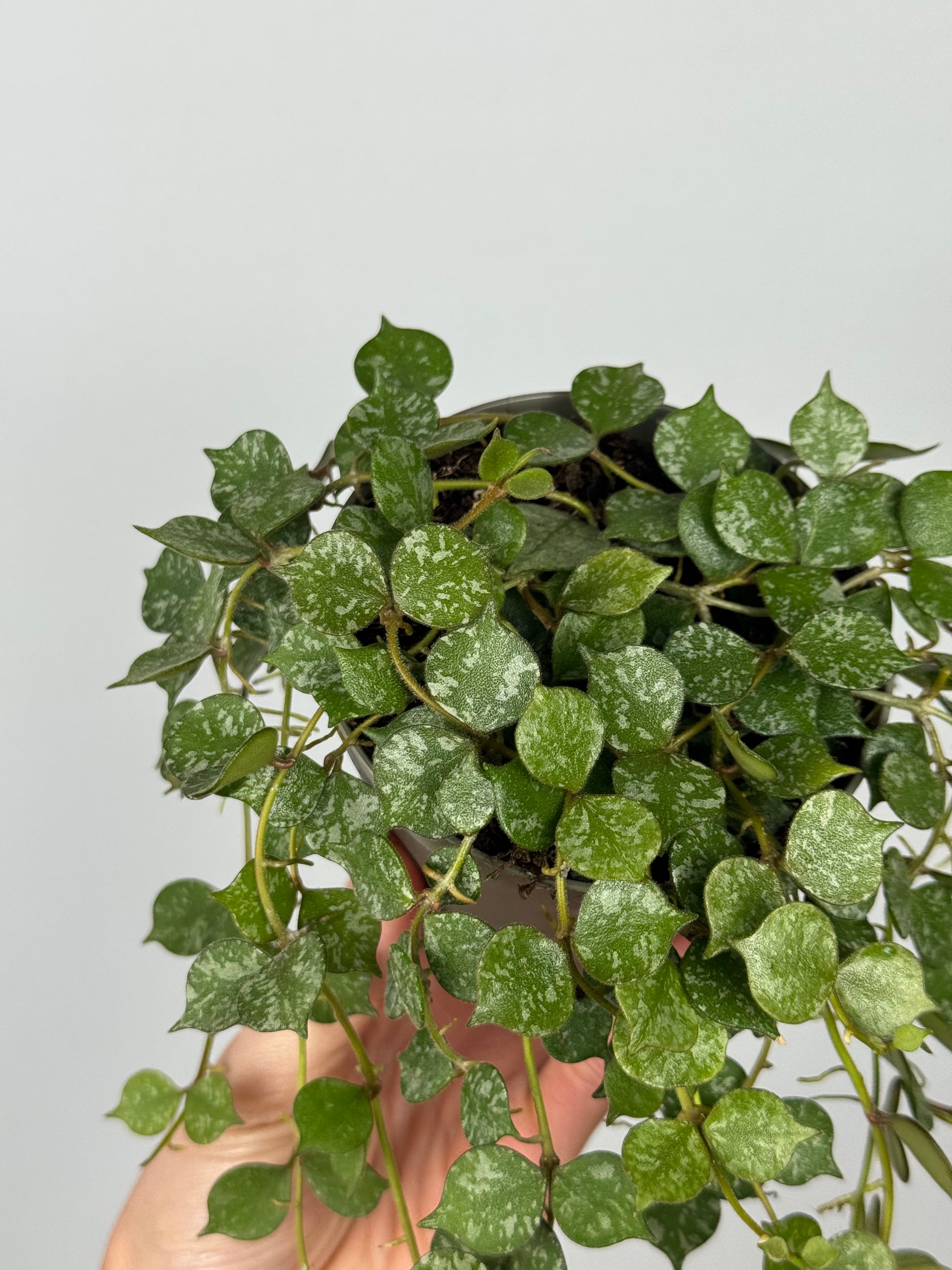 Hoya Curtisii