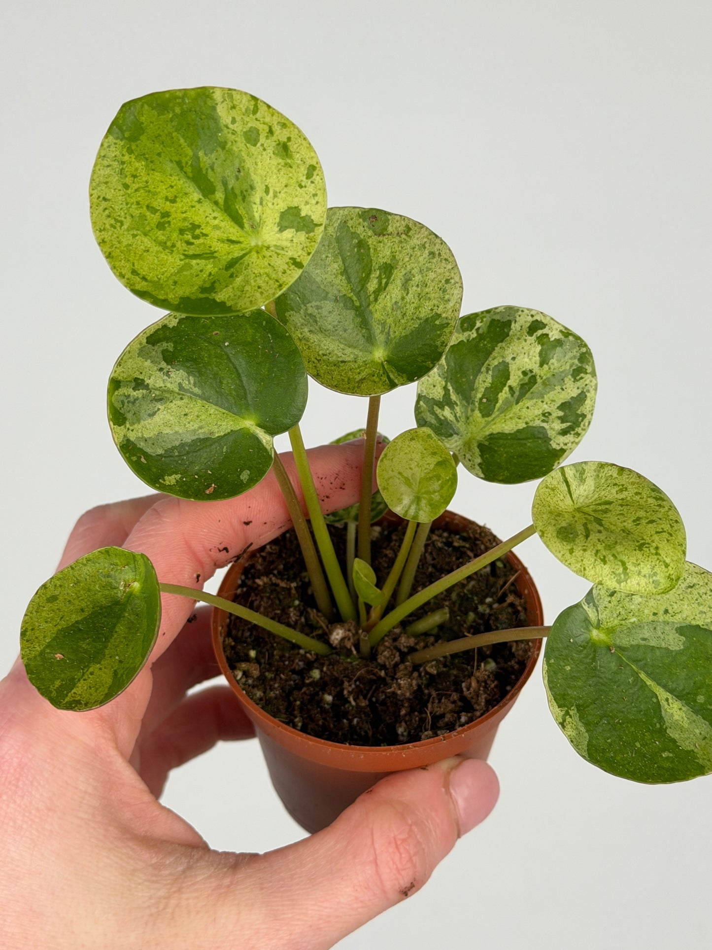 Pilea Peperomioides 'Mojito' Pilea Tropical Corner