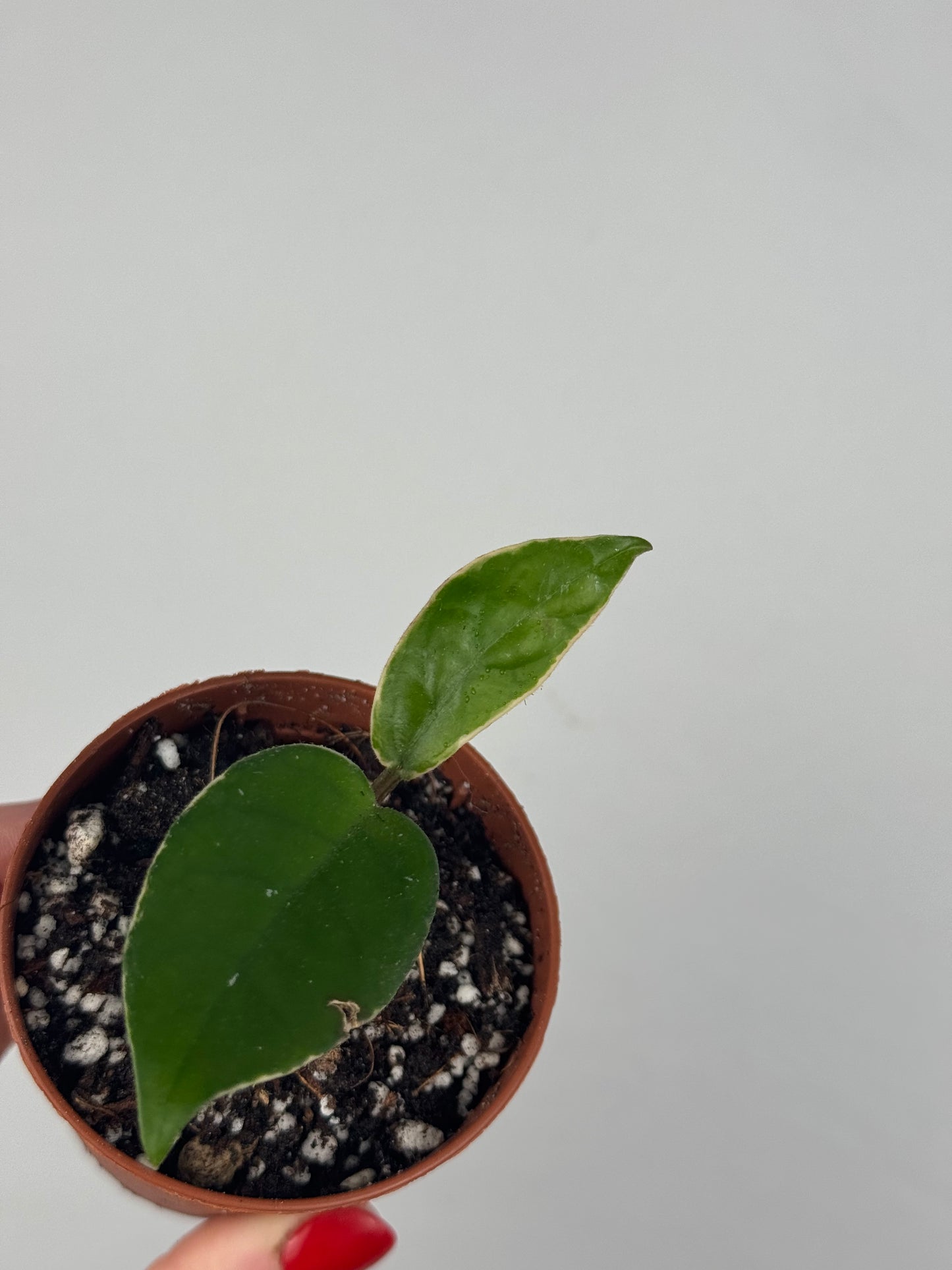 Hoya Krimson Queen | Zelda