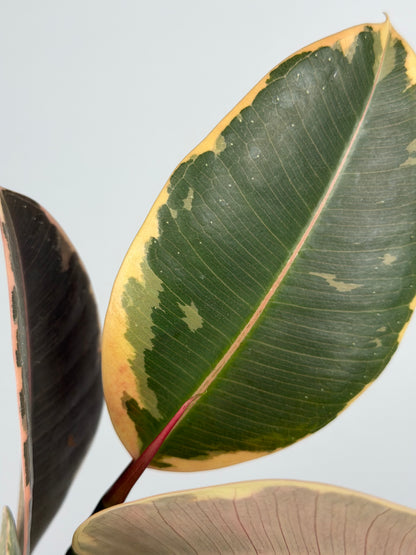 Ficus Elastica 'El Tineke'