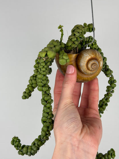 Dischidia Nummularia 'Pangolin Kisses' | Shelly hang Dischidia Tropical Corner