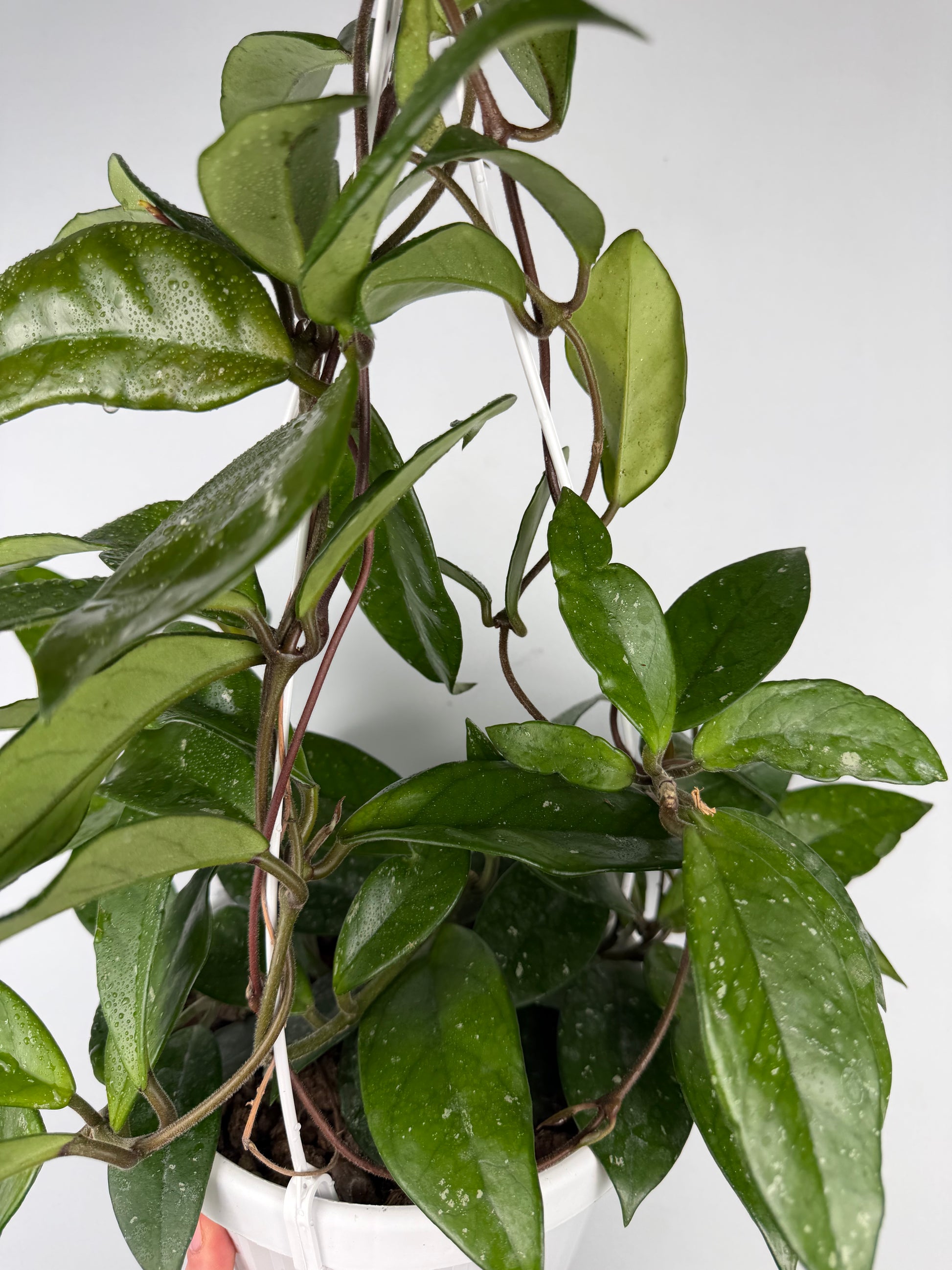 Hoya Carnosa 'Freckles Splash' Hoya Tropical Corner