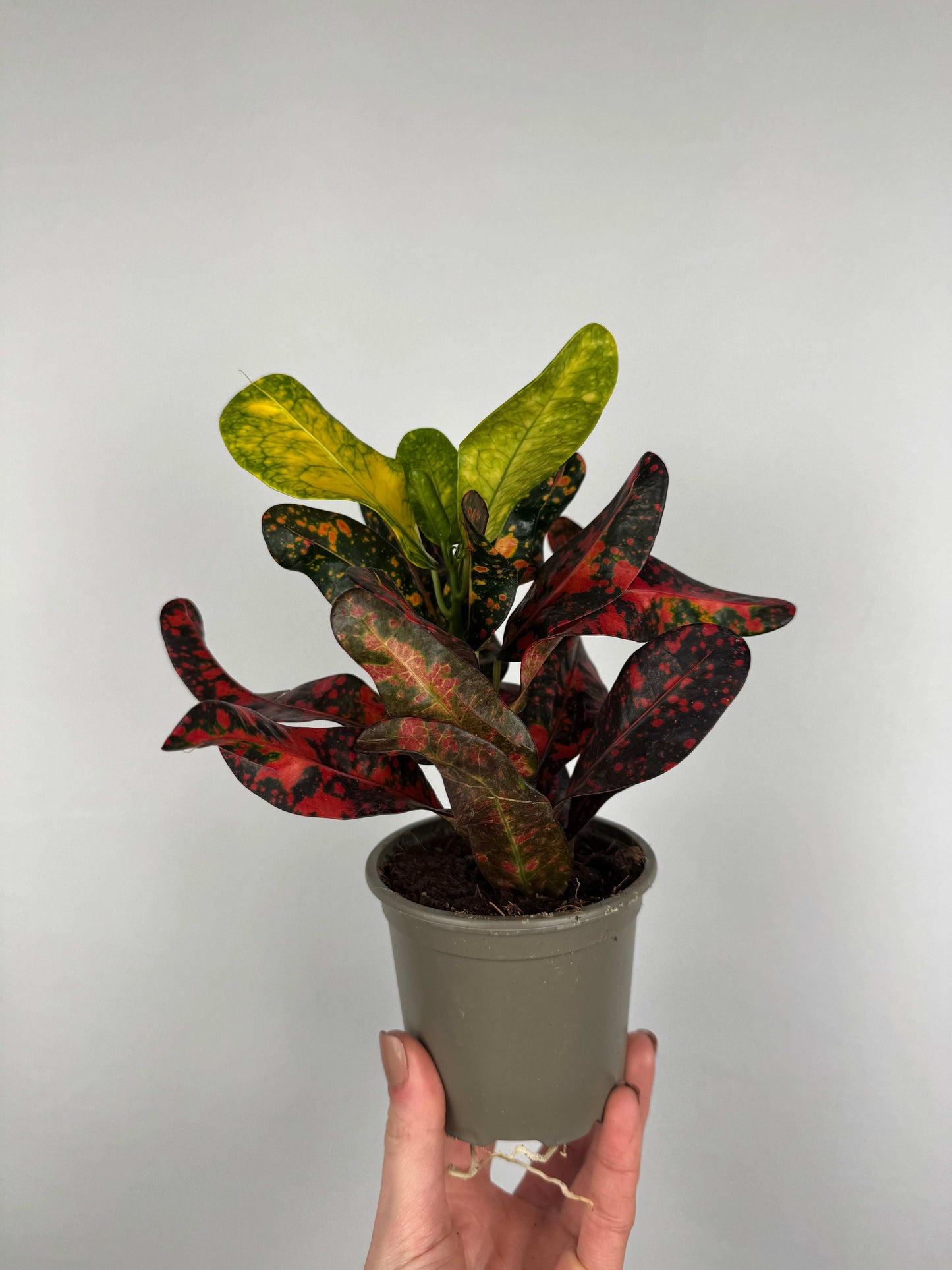 Codiaeum variegatum “Bush on fire”