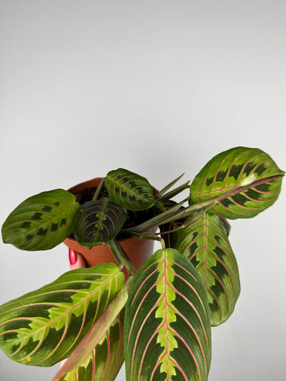 Maranta Leuconeura Fascinator | Ginevra
