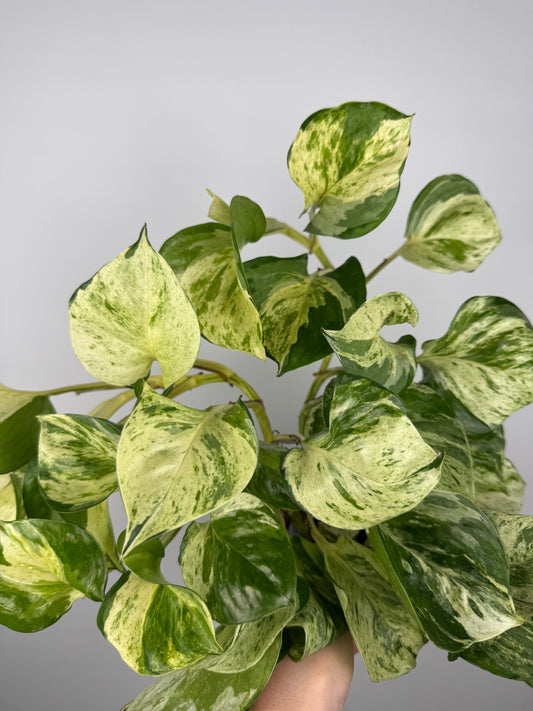 Epipremnum Manjula “Happy Leaf”