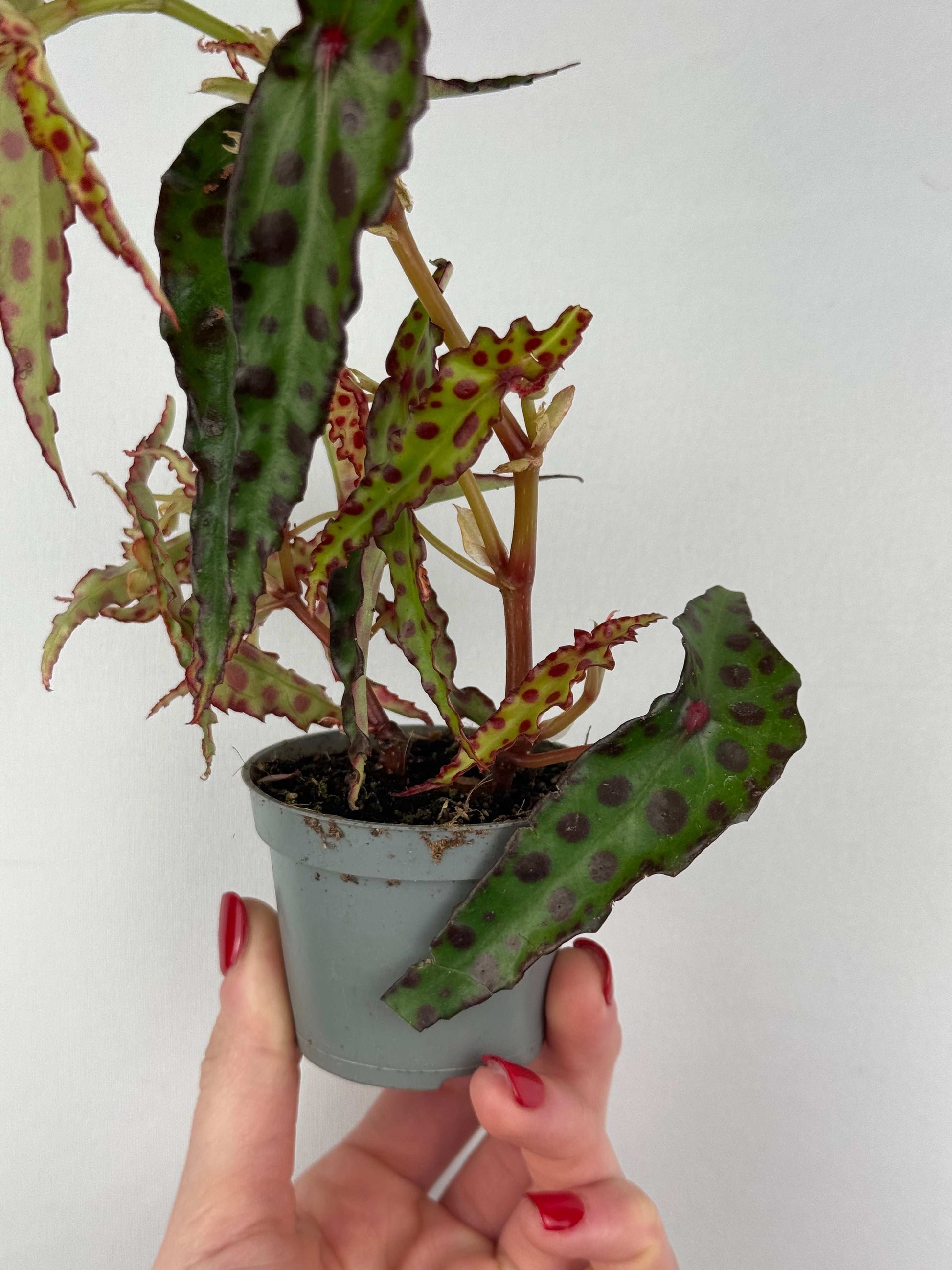 Begonia Amphioxus