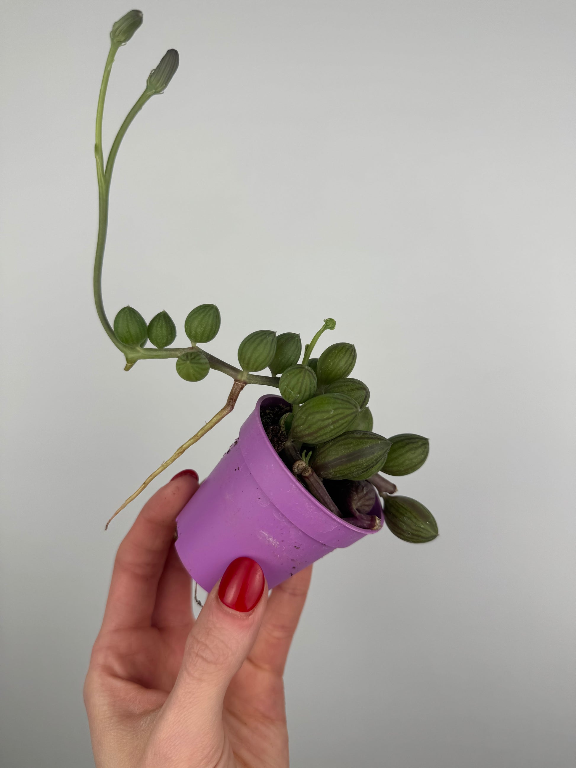 Senecio “String of Watermelon”