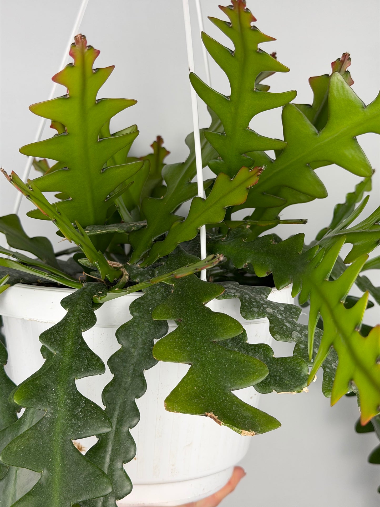 Selenicereus Anthonyanus Epiphyllum Tropical Corner