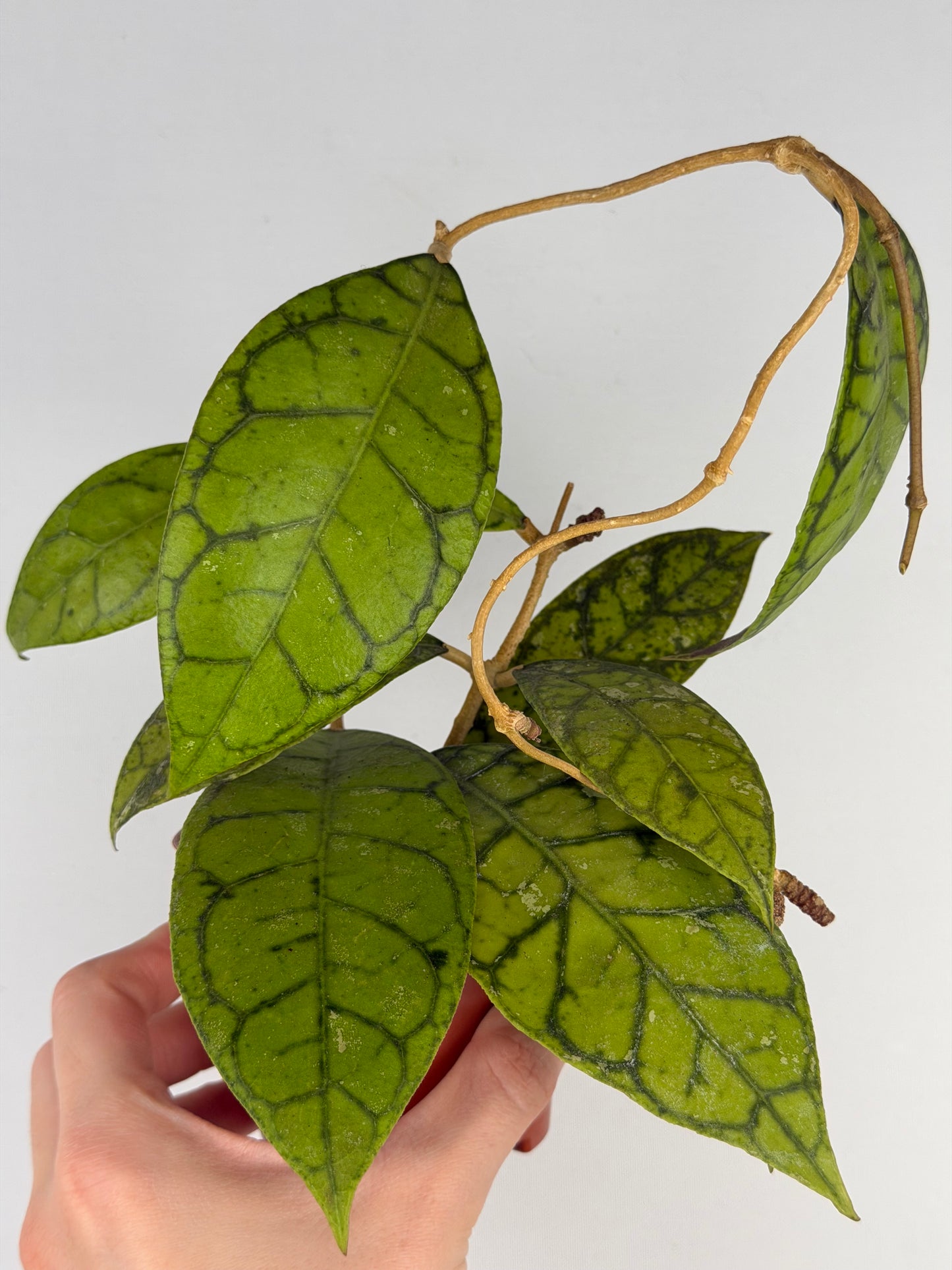 Hoya Callistophylla 'KAL 16' Hoya Tropical Corner