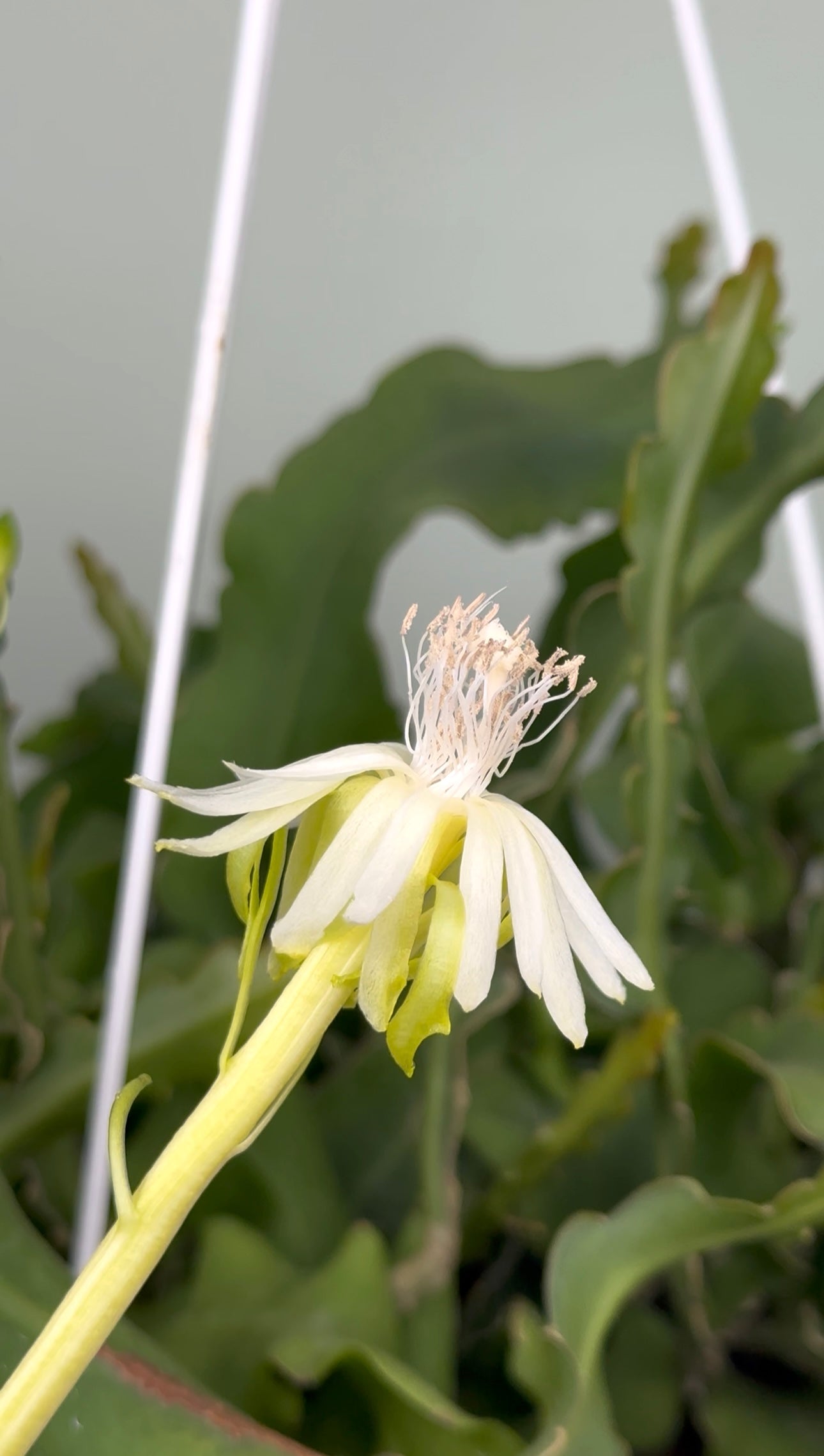 Epiphyllum Guatemalense