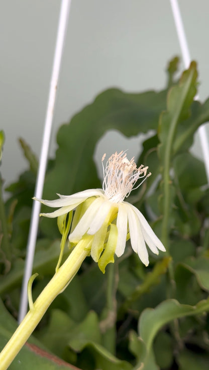 Epiphyllum Guatemalense