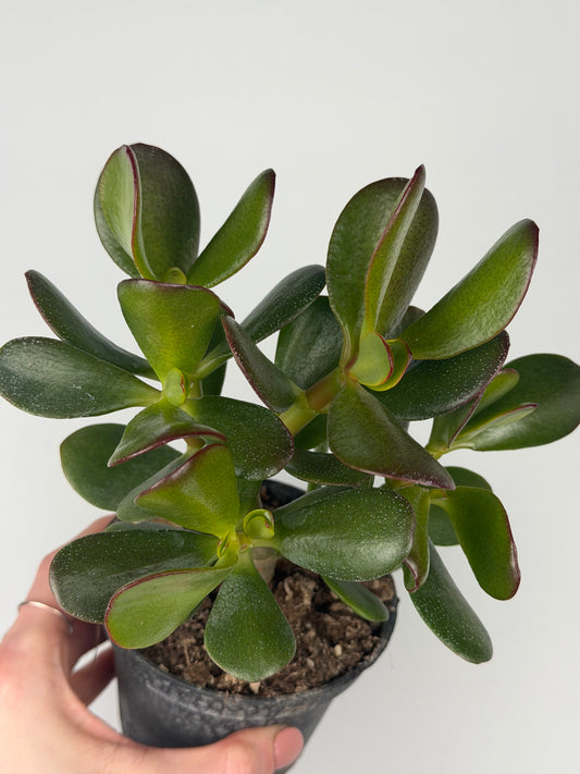 Crassula ovata Crassula Tropical Corner