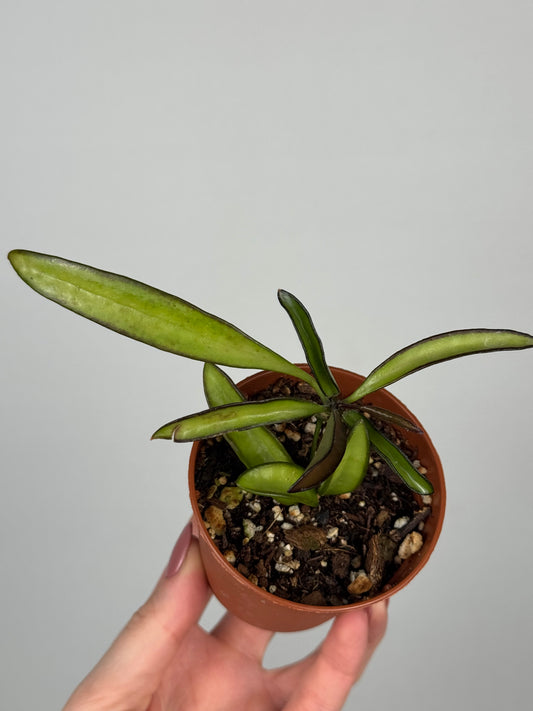 Hoya Wayetii | Ayla