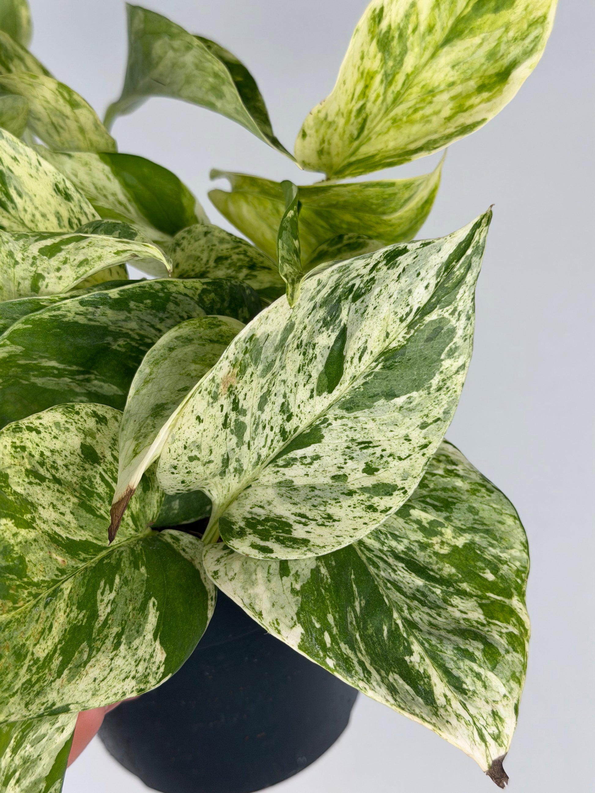 Epipremnum pinnatum Marble Queen Pothos Tropical Corner