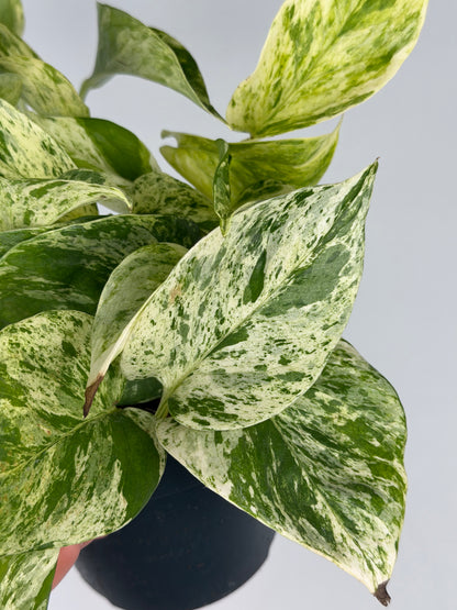 Epipremnum pinnatum Marble Queen Pothos Tropical Corner