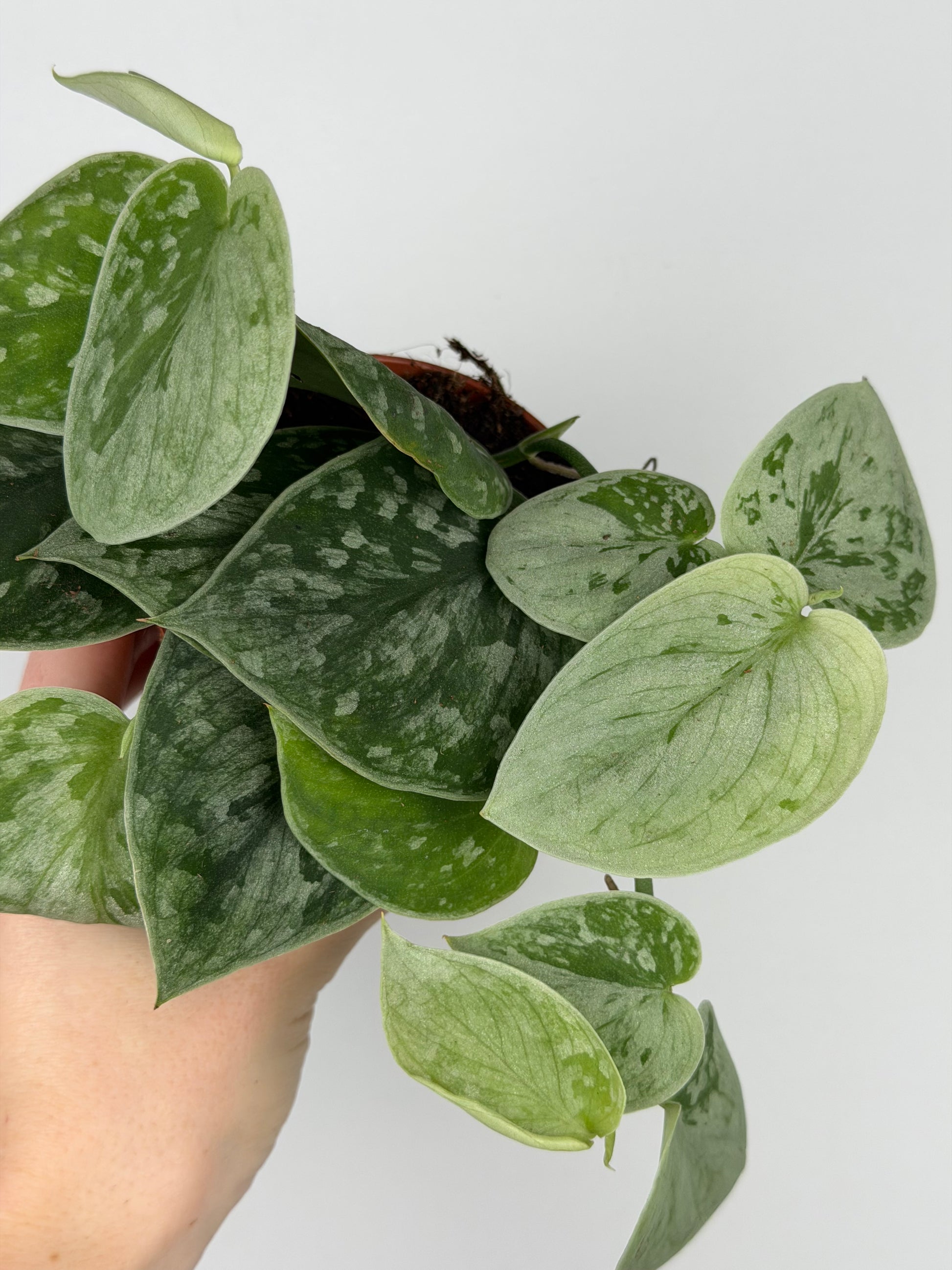 Scindapsus Pictus 'Silvery Ann'