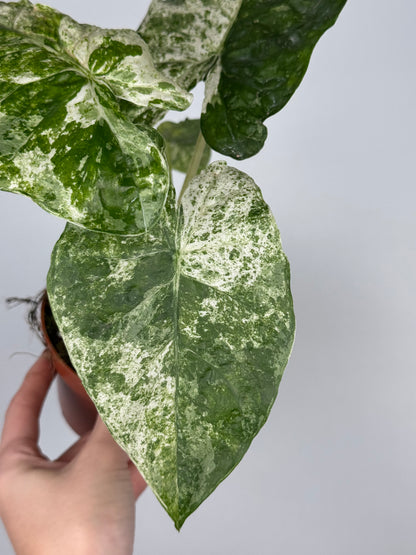 Alocasia Macrorrhiza Splash