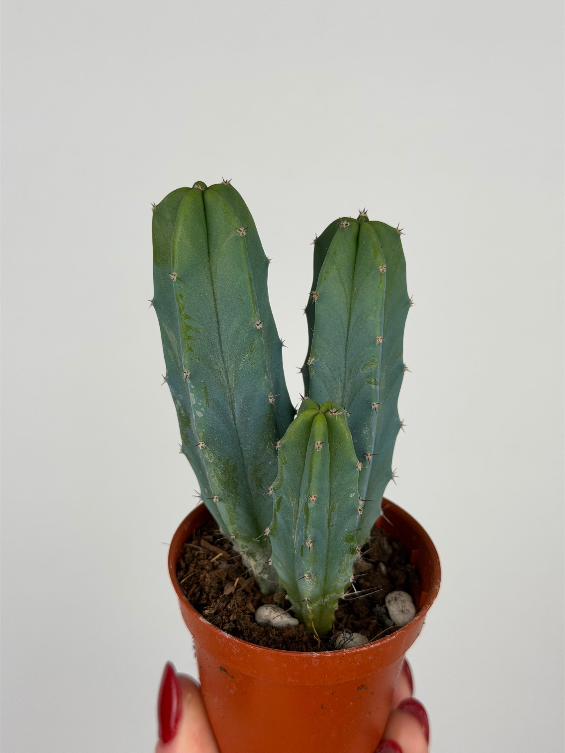 Myrtillocactus geometrizans