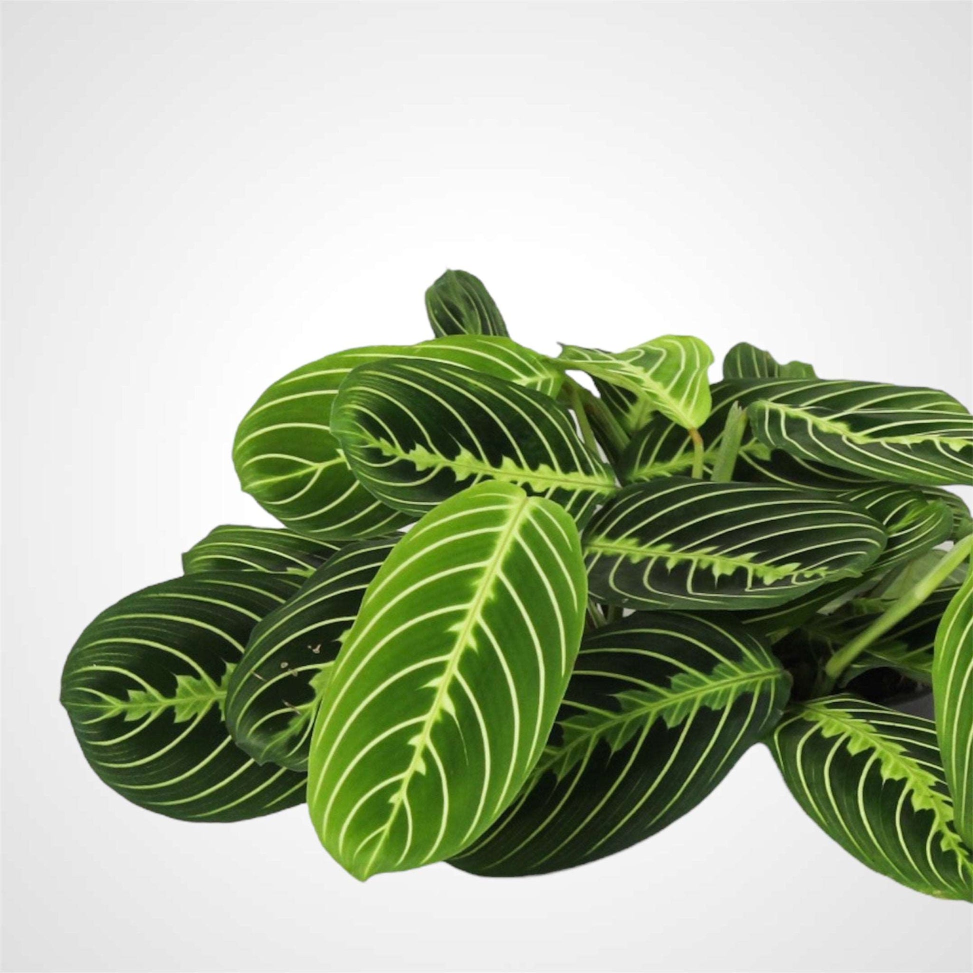 Maranta Leuconeura “Lemon Lime”