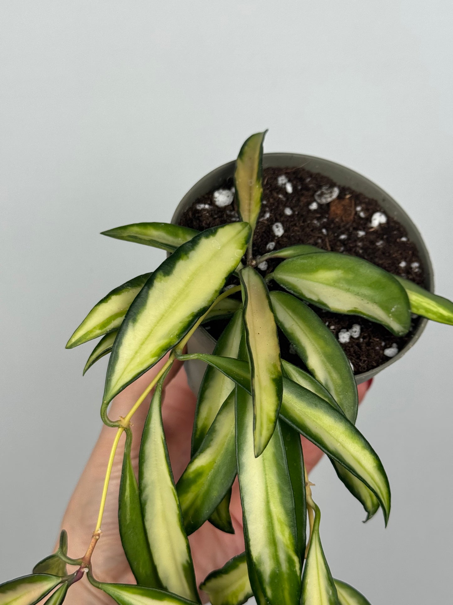 Hoya Wayetii 'Tricolor'