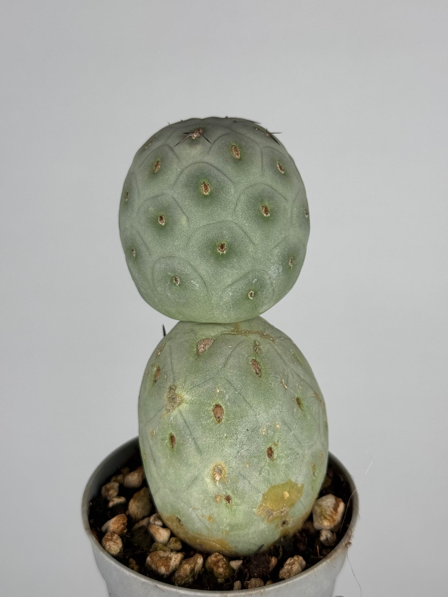 Tephrocactus geometricus