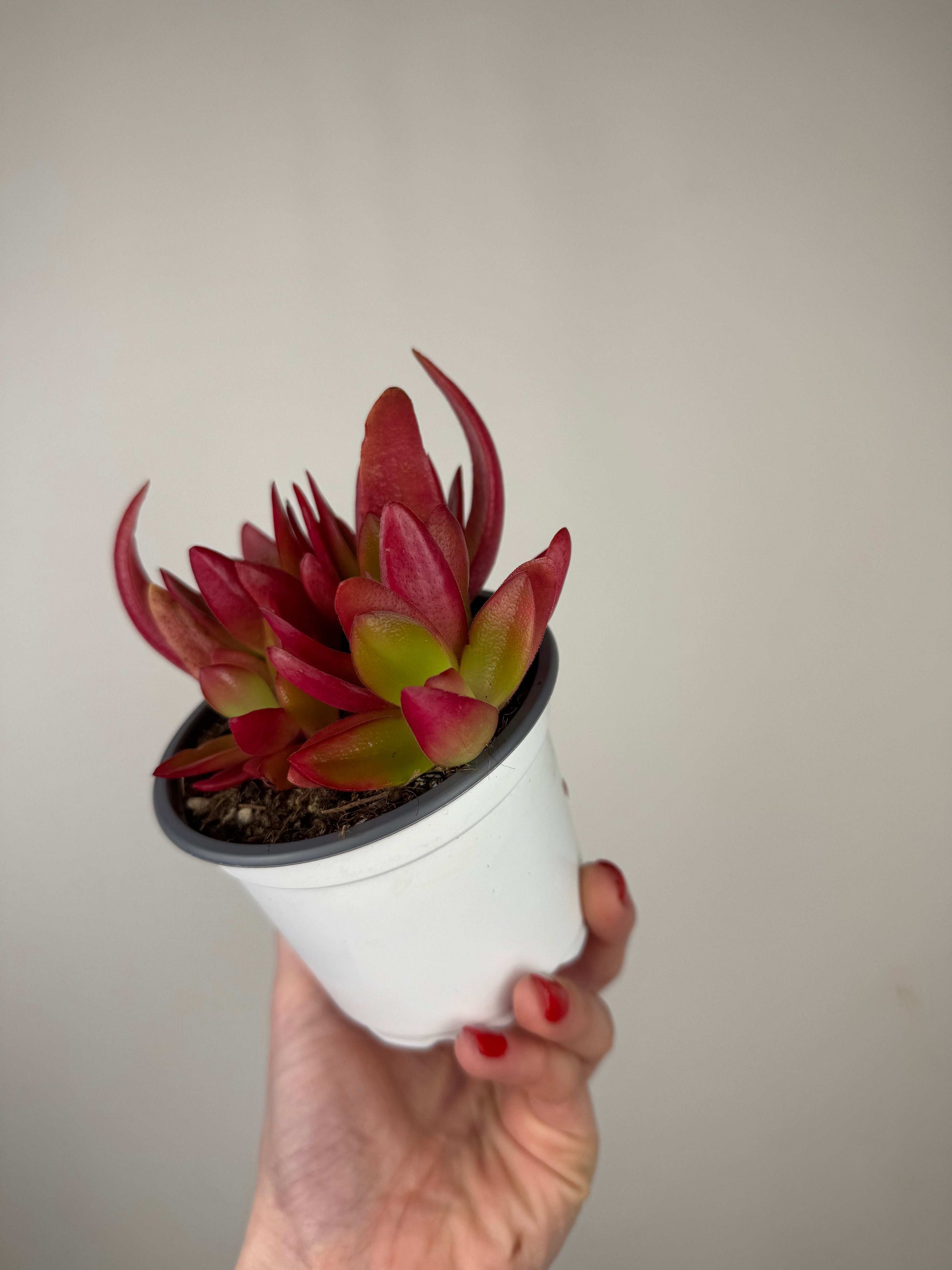Crassula Capitella “Campfire”
