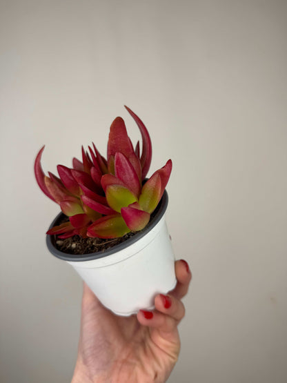 Crassula Capitella “Campfire”