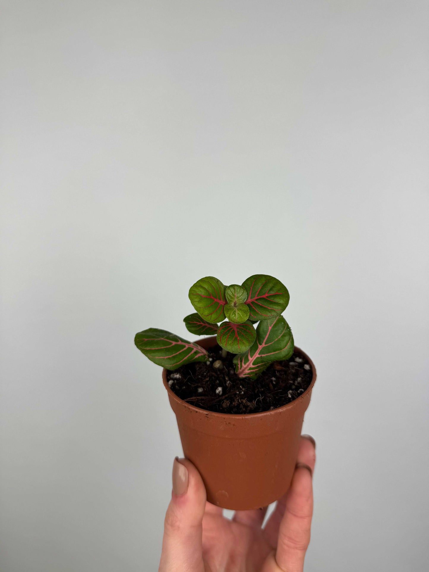 Fittonia Bubble Red