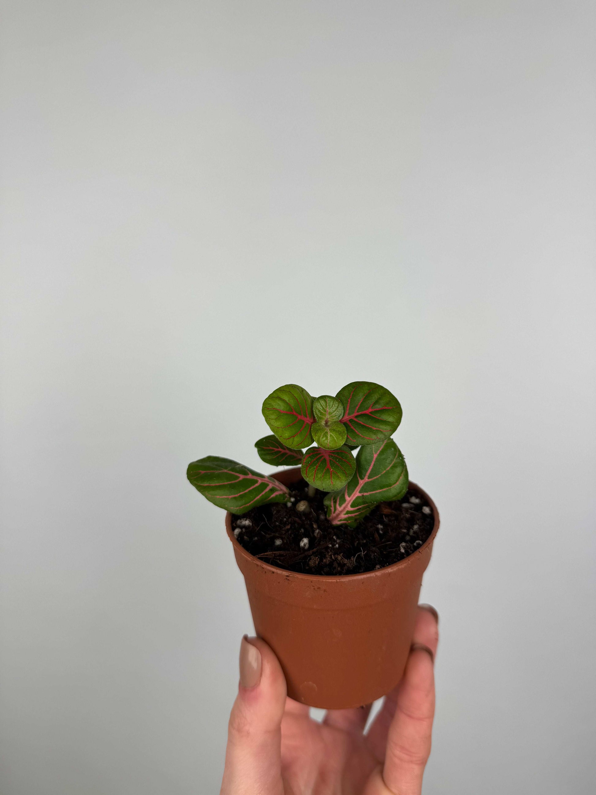 Fittonia Bubble Red