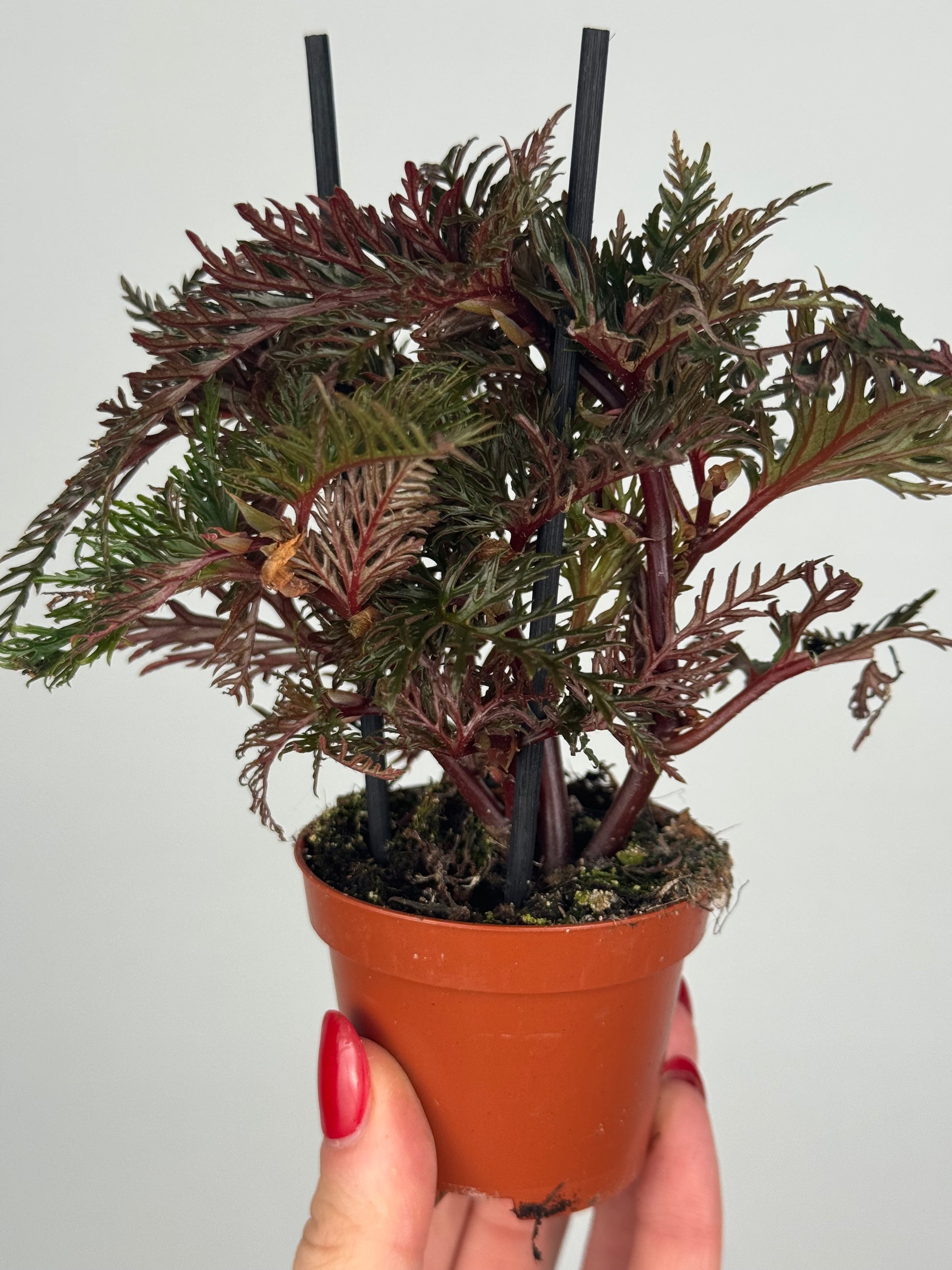 Begonia Bipinnatifida