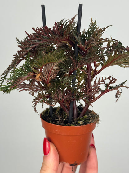 Begonia Bipinnatifida