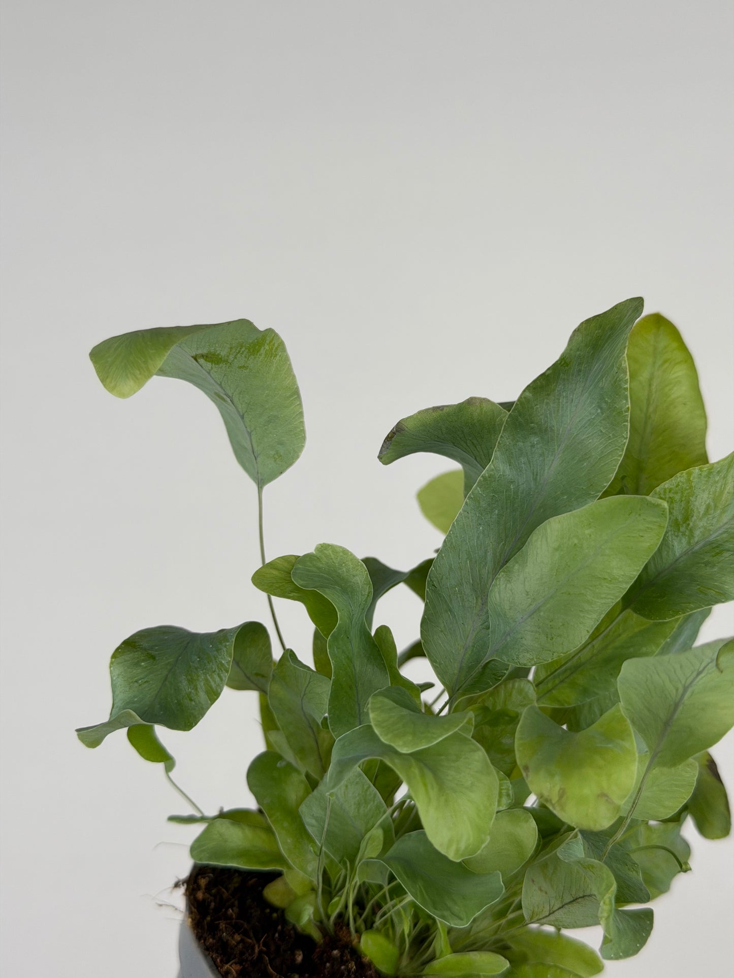 Phlebodium aureum 'Blue Star' Phlebodium Tropical Corner