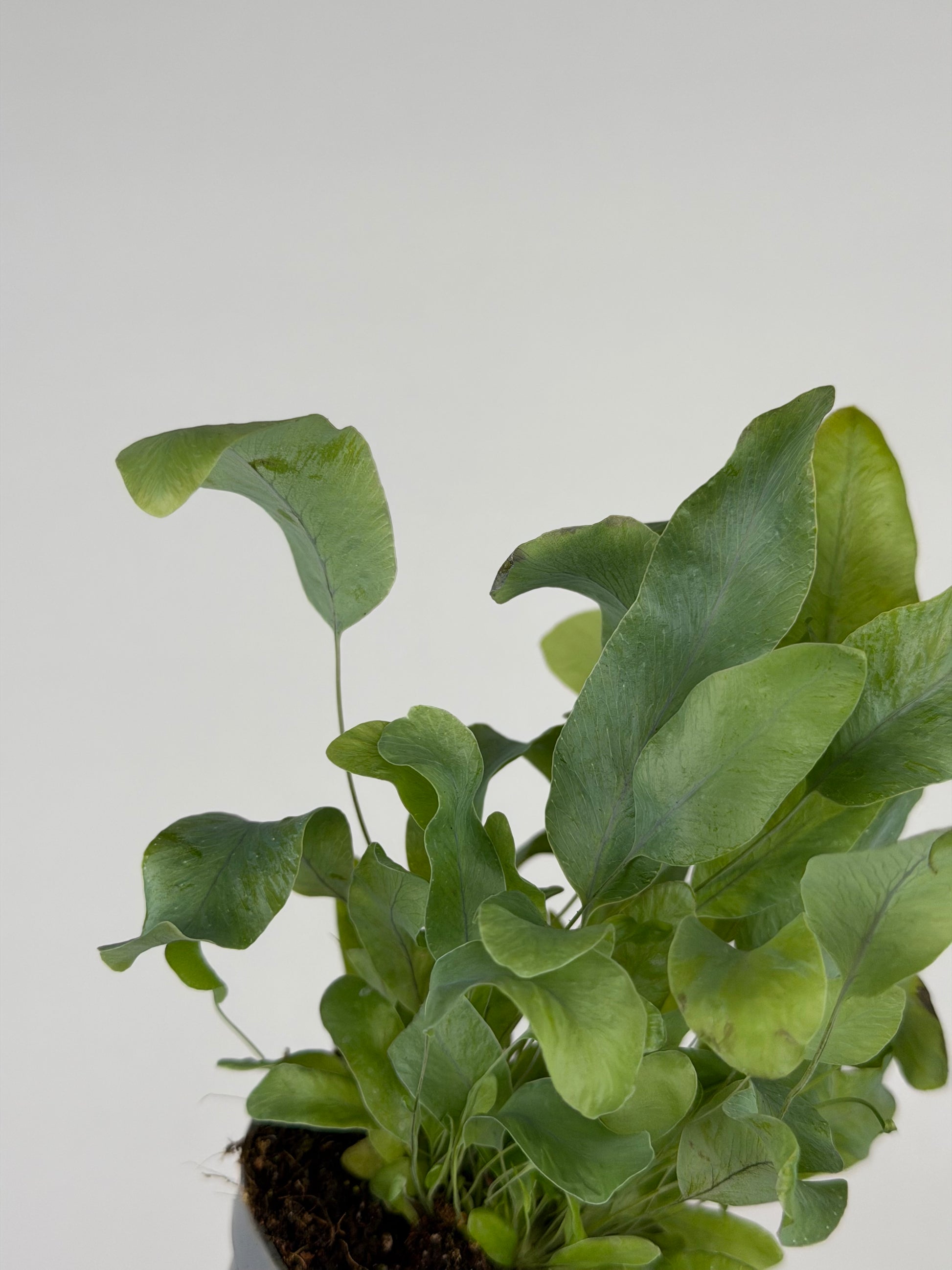 Phlebodium aureum 'Blue Star' Phlebodium Tropical Corner