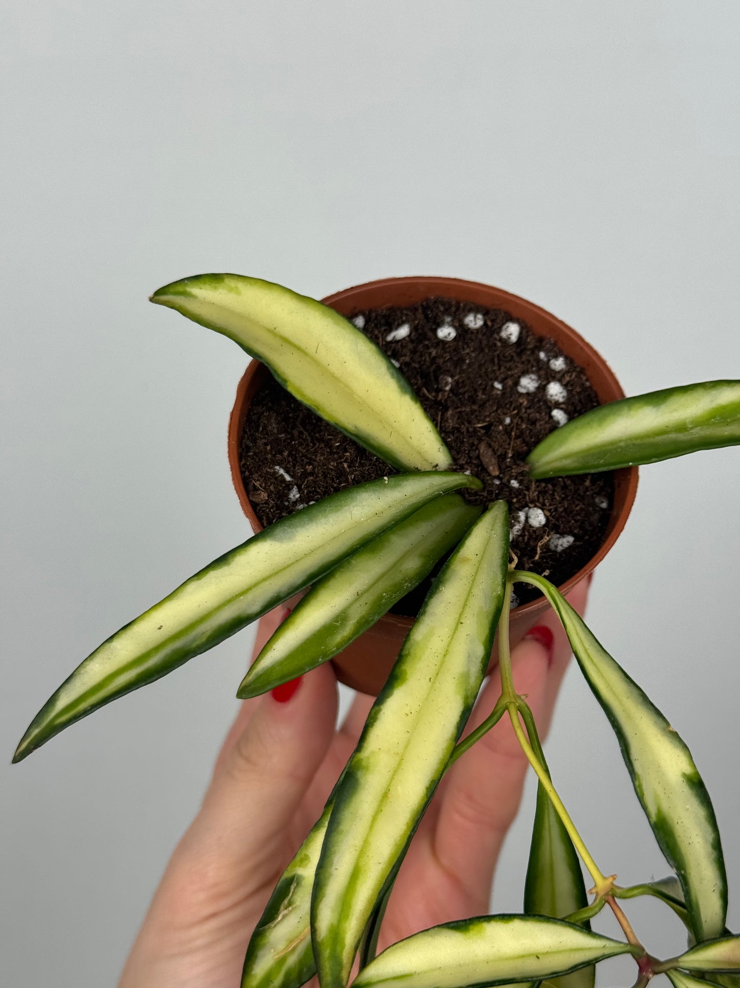 Hoya Wayetii 'Tricolor'