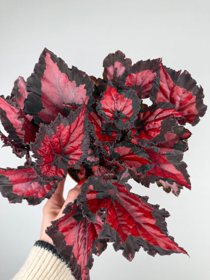 Begonia “Red Kiss” Begonia Tropical Corner