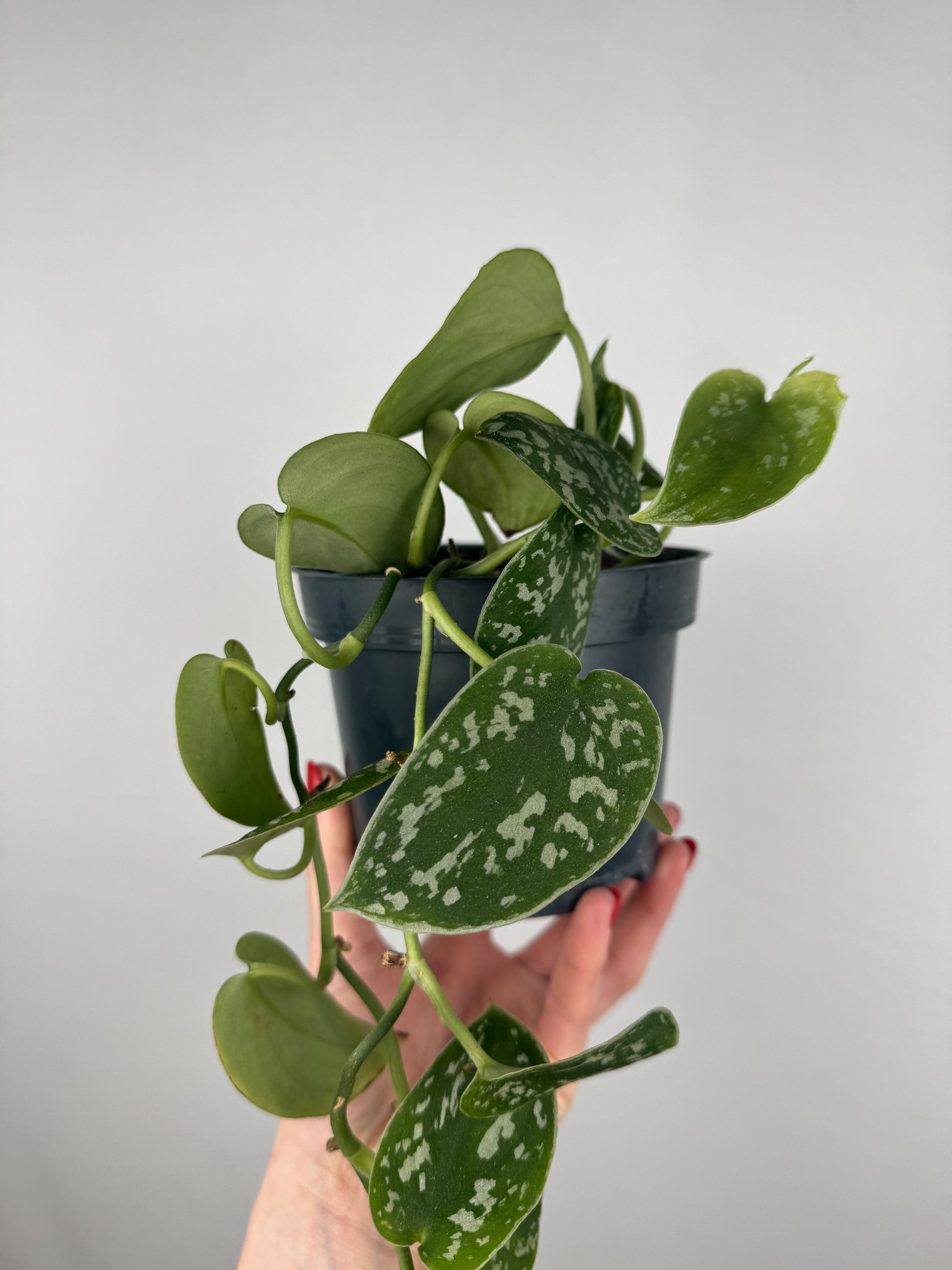 Scindapsus Pictus “Argyraeus” | Leonardo