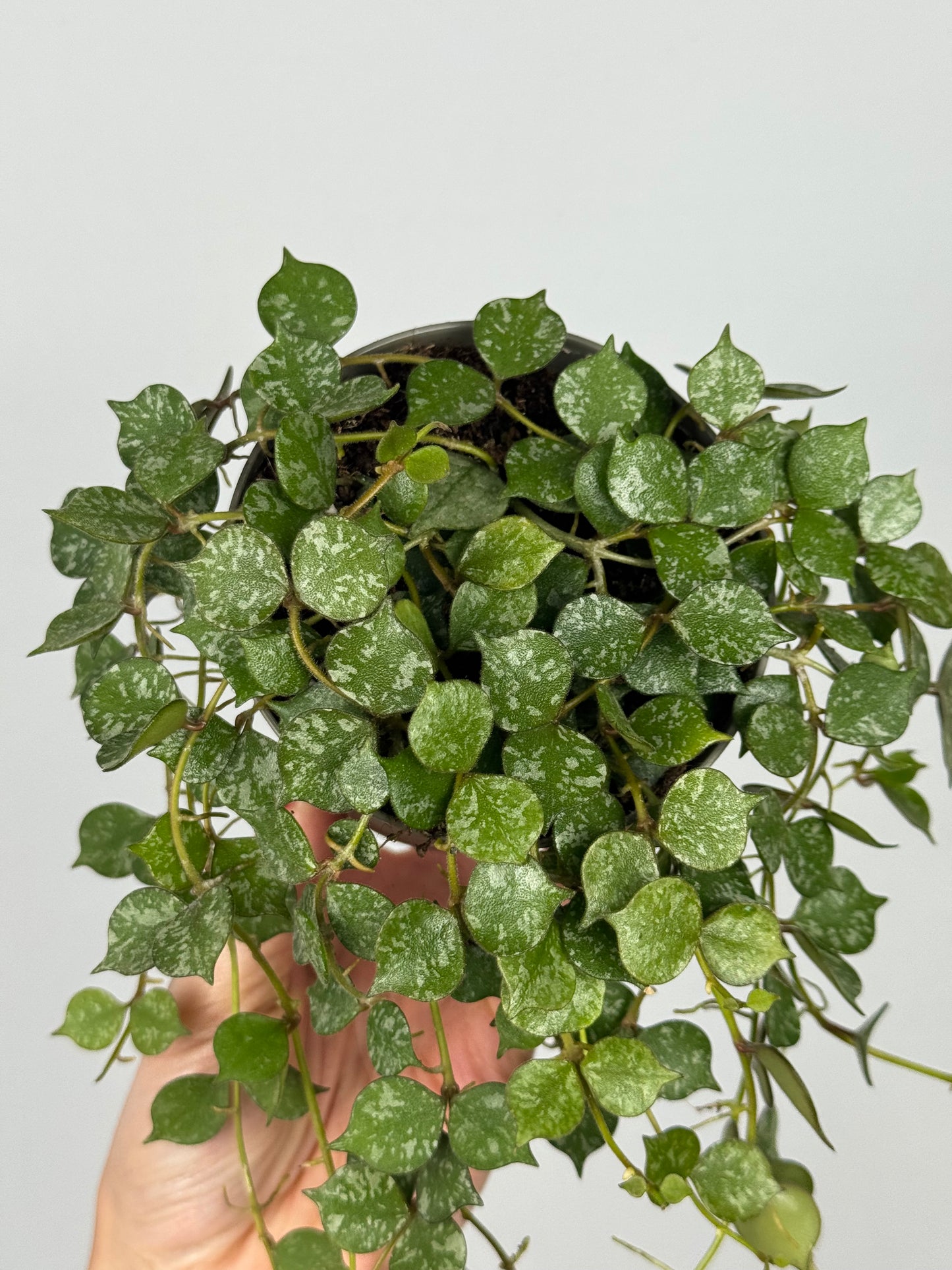 Hoya Curtisii